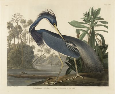 Louisiana Heron by Robert the Younger Havell